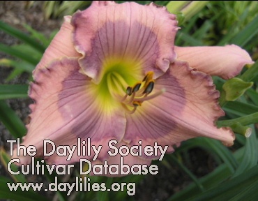 Daylily Orchid Elegance