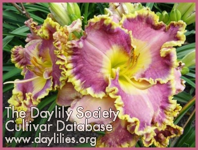 Daylily Orchid Gilded Ruffles