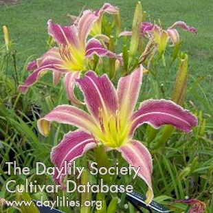 Daylily Orchid Visitation