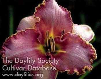 Daylily Orchids and Lace