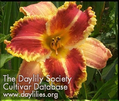 Daylily Order or Chaos