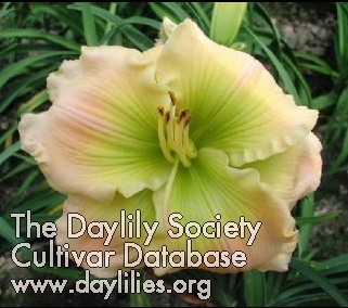 Daylily Our Friend Sally