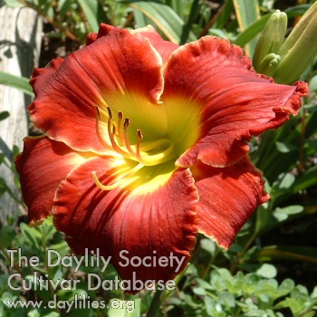 Daylily Out Back Red