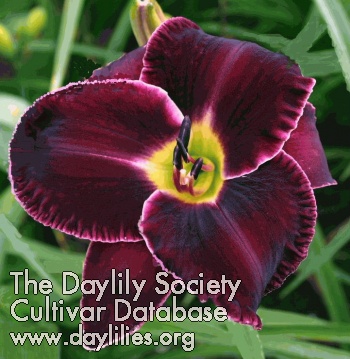 Daylily Out East