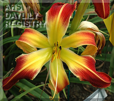 Daylily Out of Bounds