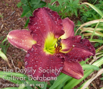 Daylily Out of Plumb