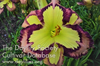 Daylily Outermost Applique