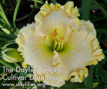 Daylily Overwhelming Beauty