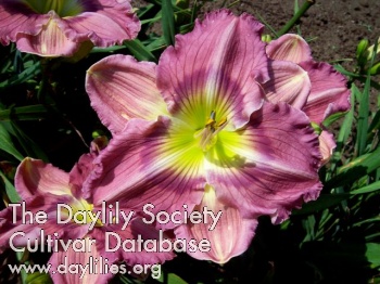 Daylily Ooh Wee Valerie