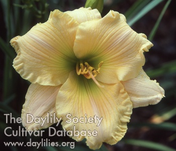 Daylily Optical Delight