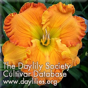 Daylily Orange Blossom Trail