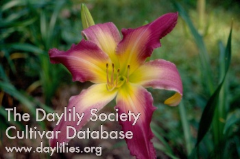 Daylily Orchid Majesty