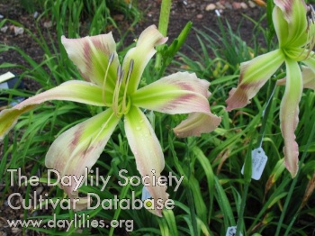 Daylily Out of Sane