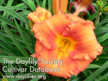 Daylily Pahoehoe