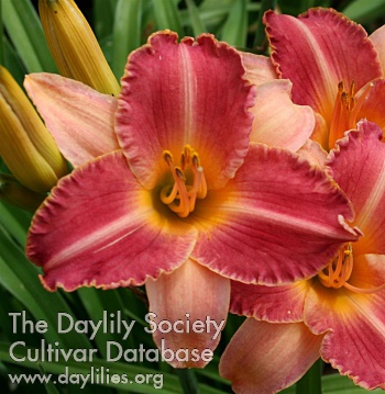 Daylily Palladium