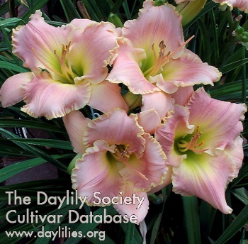 Daylily Pink Majesty