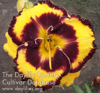 Daylily Pulsator