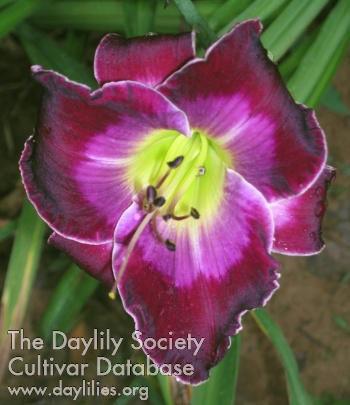 Daylily Purple Passion's Promise