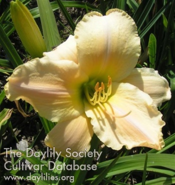 Daylily Pagoda Goddess