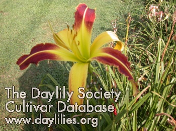 Daylily Painted Ribbons