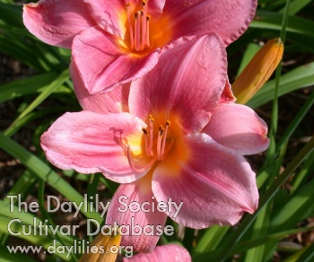 Daylily Papal Court