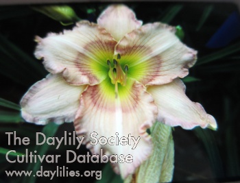 Daylily Papillon