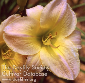 Daylily Paradise Queen