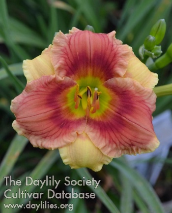 Daylily Partial  to Peppermint