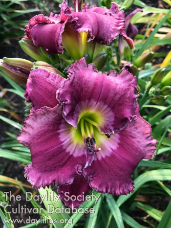 Daylily Particle Accelerator