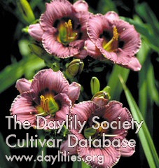 Daylily Pasqueflower