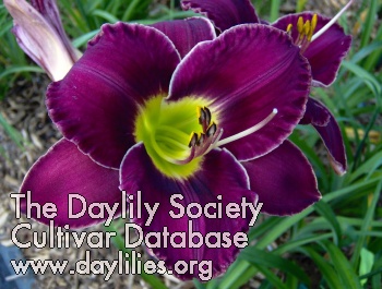 Daylily Passchendaele