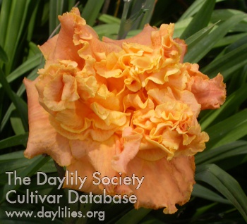 Daylily Passion Fruit Truffle