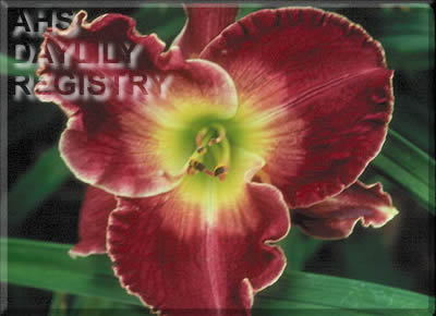 Daylily Passions Lunar Eclipse