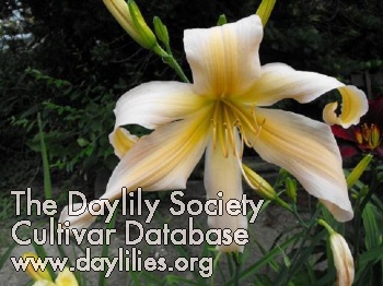 Daylily Pastel Queen
