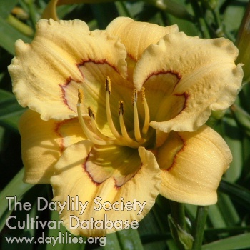 Daylily Patchwork Puzzle