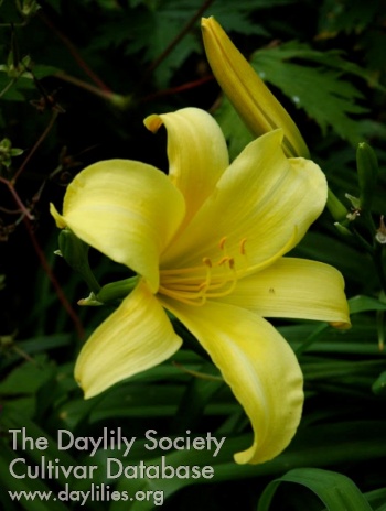 Daylily Patricia
