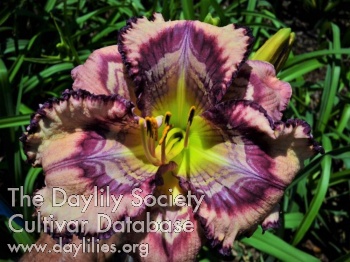 Daylily Patterned for Success