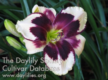 Daylily Pawprints Left by You