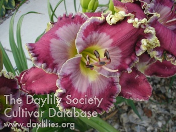 Daylily Peace Offering