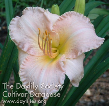 Daylily Peach Whisper