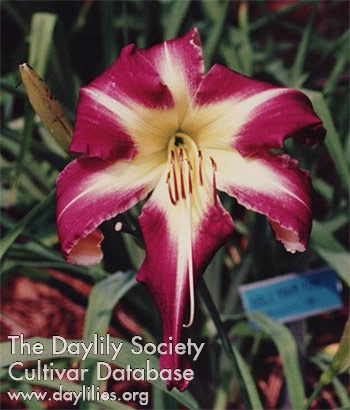 Daylily Peacock Maiden