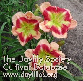 Daylily Peppermint Delight