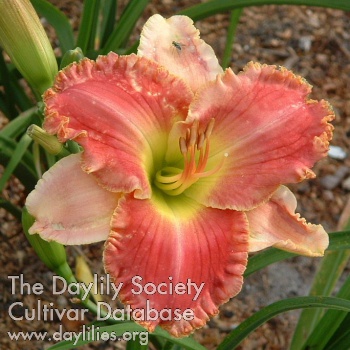 Daylily Peppermint Pinwheel