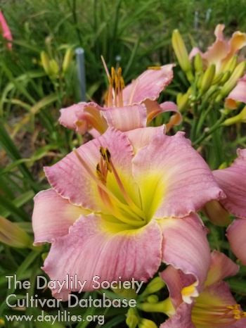 Daylily Perfect Vision