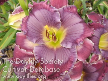 Daylily Perfect Example