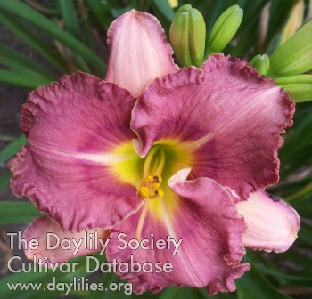 Daylily Perfect in Every Way