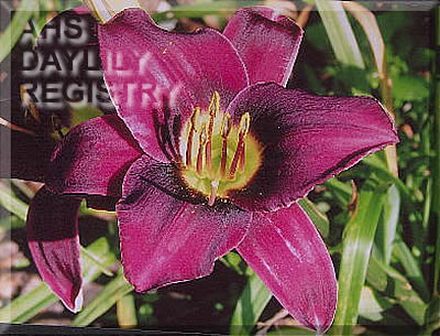 Daylily Perry Harrell