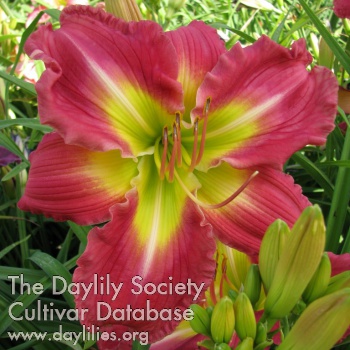 Daylily Perry and His Harem
