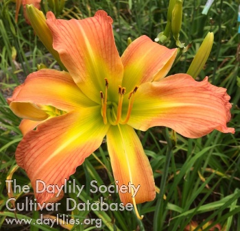 Daylily Persimmon to Stare