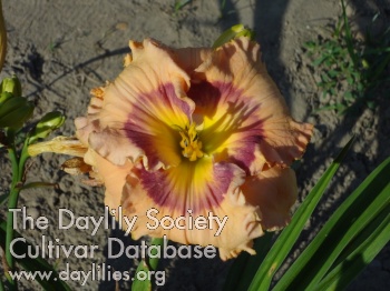Daylily Phyllis is Best